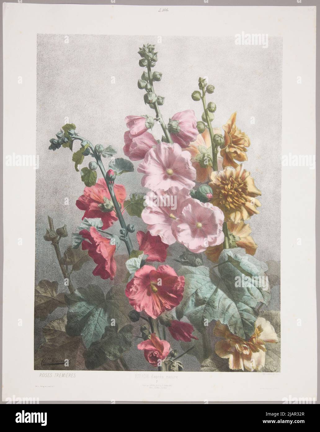 Roses Tremières / Malwy pl. 7. Dalla serie Study of Nature [versione colorata], Parigi Londra la Haye Berlin New York, 1861, stampa. Lemercier, ed. Goupil & Cie M. Knoedler Dumont, Victor (Fl. 1856 1861), Imprimerie Lemercier (Cary), Goupil & Cie, Knoedler, Michael (1823 1878) Foto Stock