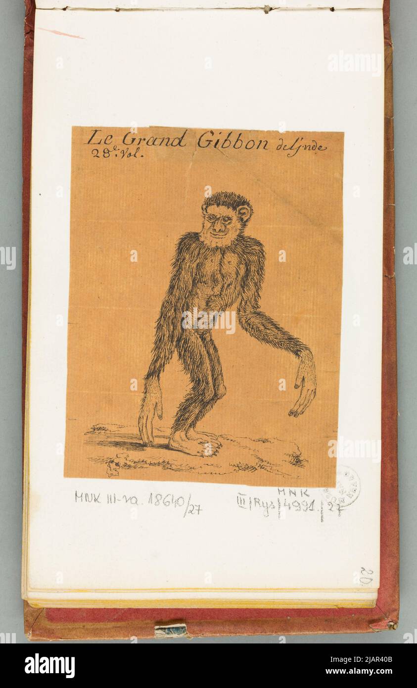 Il Grand Gibbon Deljnde (Małpa Gibbon), W: Disegna alla penna di Huet fils. Progettista del Gabinetto di Storia Naturale 1810 ha, nicolas (ca 1770 1830) Foto Stock