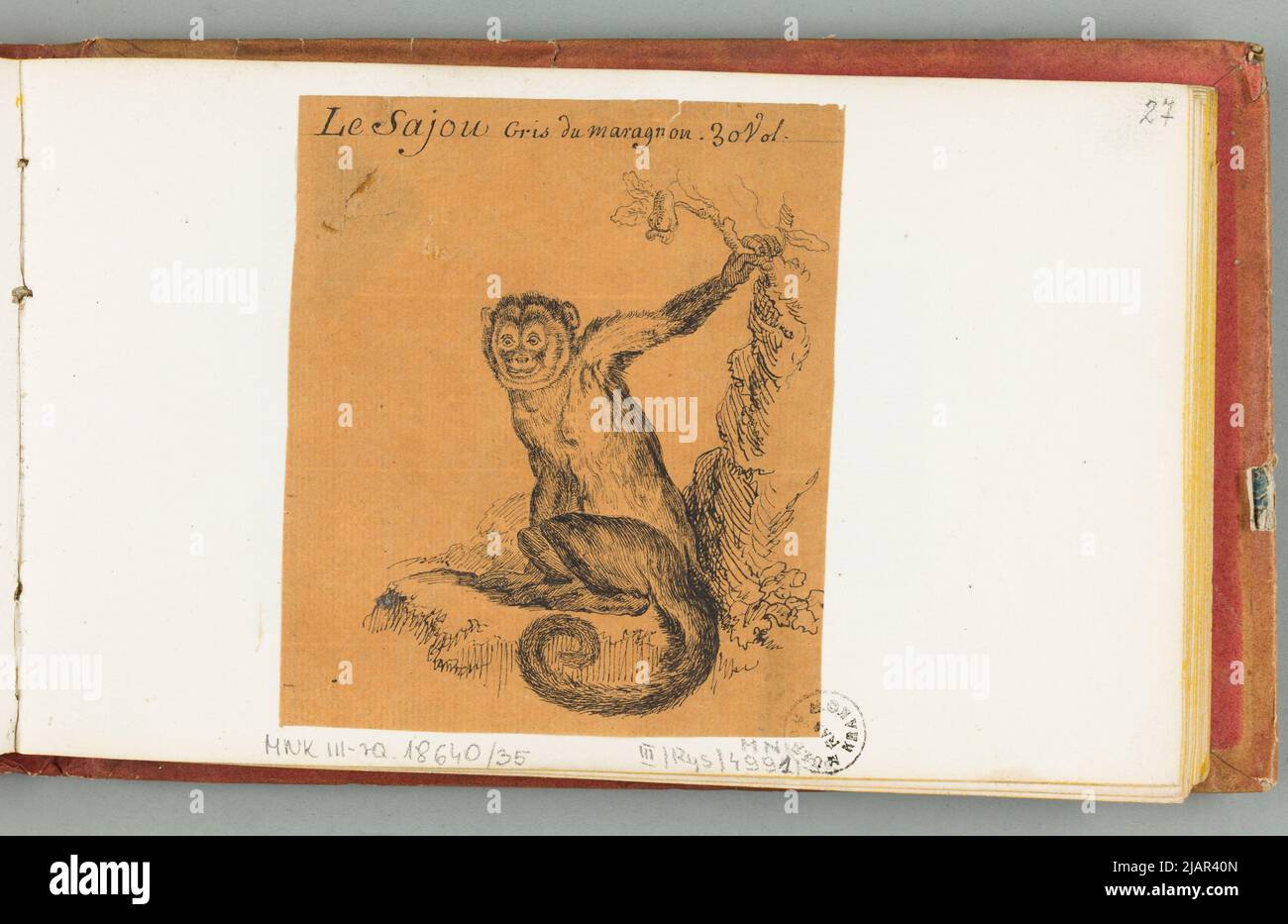 Le Sajou (Sapajou Malpa Cappuccin (americano), in: Disegnare alla penna di huet filas. Progettista del Gabinetto di Storia Naturale 1810 ha, nicolas (ca 1770 1830) Foto Stock
