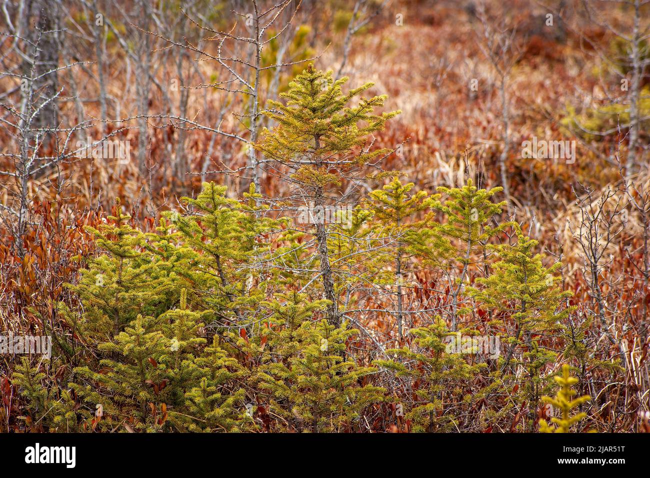 Abete rosso nero che cresce in Heron Marsh, tra arbusti di foglie di pelle (Chamaedaphne calyculata). L'albero è stordito a causa della scarsità di sostanze nutritive presenti nella torba acida Foto Stock