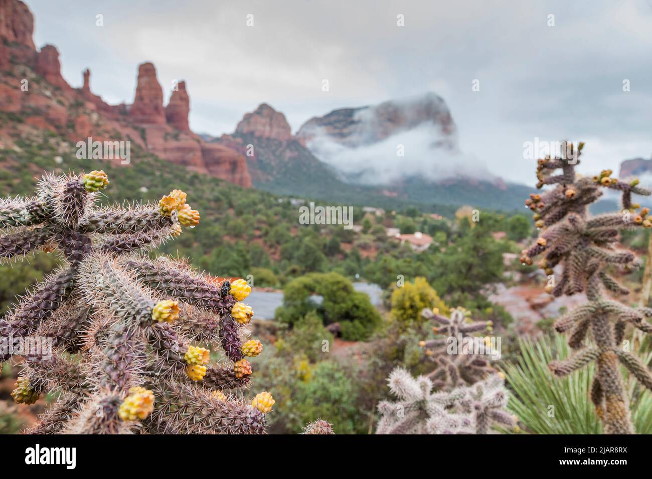 Fiori di cactus che si affaccia su Twin buttes e Bell Rock, Sedona, Arizona, Stati Uniti Foto Stock