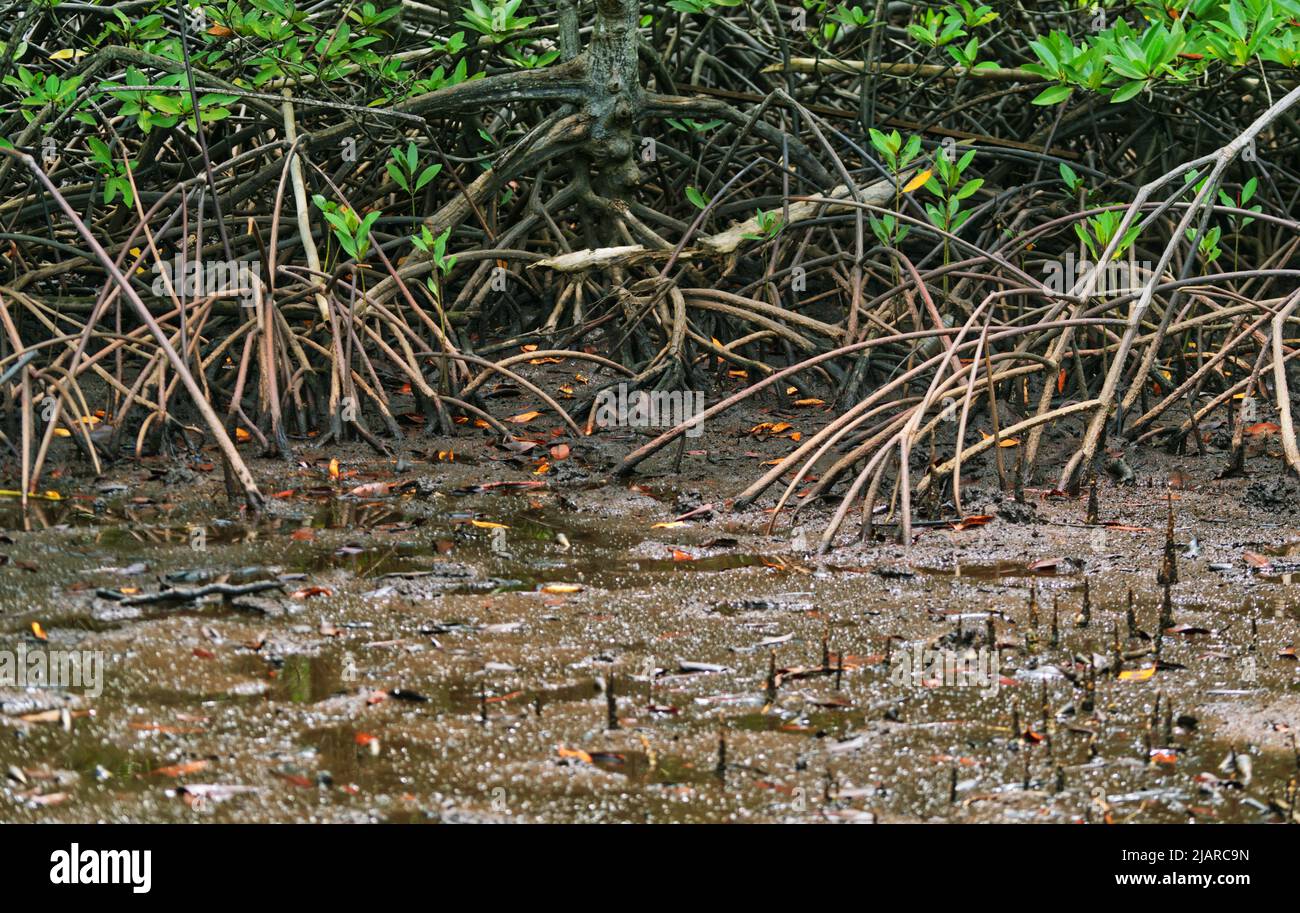 Mangrove tree radici sistema che ha chiamato radice di rinforzo nella foresta di mangrovie di Khung Kraben Bay a Chanthaburi, Thailandia. Radice di rinforzo - come Pneumat Foto Stock