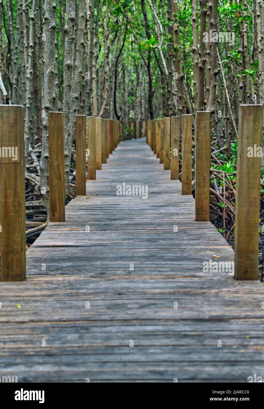 Il bellissimo sentiero in legno o passerella per i turisti per esplorare la foresta di mangrovie a Khung Kraben Bay, la foresta di mangrovie di Chanthaburi, Thailandia. Foto Stock