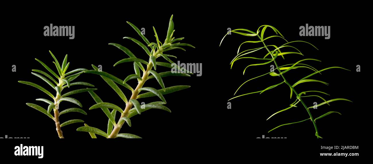 verde vegetazione tropicale isolato su sfondo nero, primo piano macro preso in profondità poco profonda di campo Foto Stock
