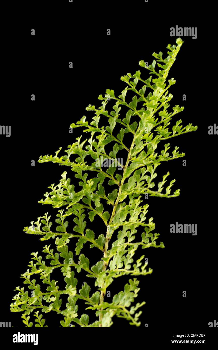 foglie tropicali verdi isolate su sfondo nero, macro closeup di fogliame bello preso in profondità poco profonda di campo Foto Stock