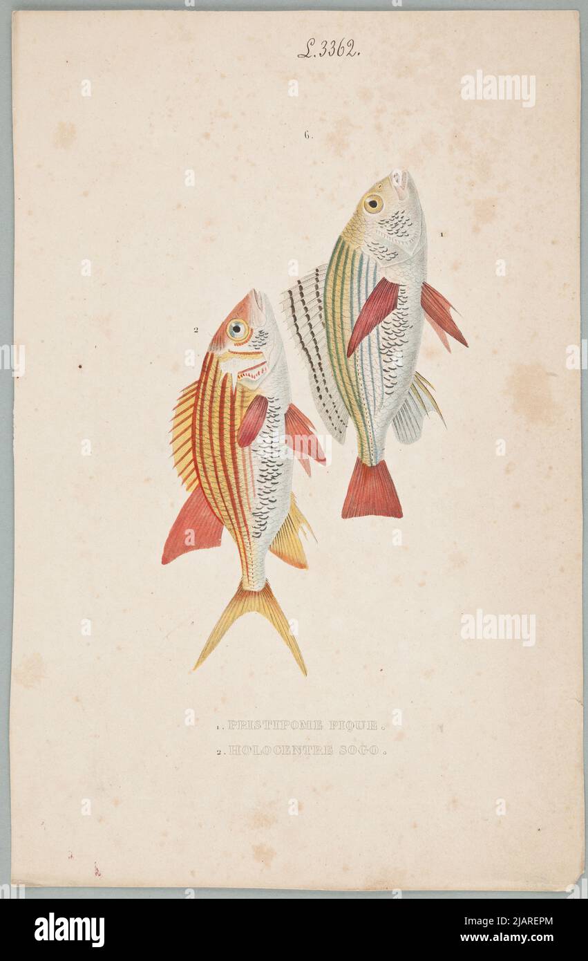 Pristipoma Pique 2.olocenter sogno Classico Dizionario di Scienze naturali: Presentare la definizione, l'analisi e la storia di tutti gli esseri che compongono i tre regni, la loro applicazione generale alle arti, all'agricoltura, alla medicina, all'economia domestica, ecc. / w zbiór plansz z różnych albumów historii Naturalnej Meline, Cans et compagnie., Delpierre, P.J. Foto Stock