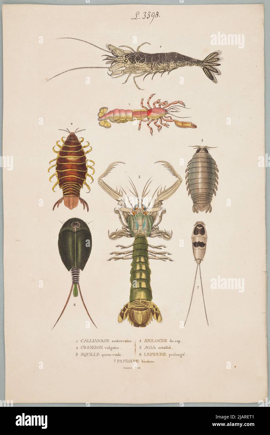 1. SUBERRAINE (2. Vulgarcragon. 4.Anilocre du CAP 5.Aega heckled 6. Lepidogure prolungato 7. Panda bicolore. .. Dizionario classico delle scienze naturali: Presentare la definizione, l'analisi e la storia di tutti gli esseri che compongono i tre regni, la loro applicazione Generale nelle arti, l'agricoltura, la medicina, l'economia domestica, ecc. / .AUTOR: Pierre Auguste Joseph Drappiez (1778–1856) Meline, Cans et compagnie., Desmares, F.J. Foto Stock