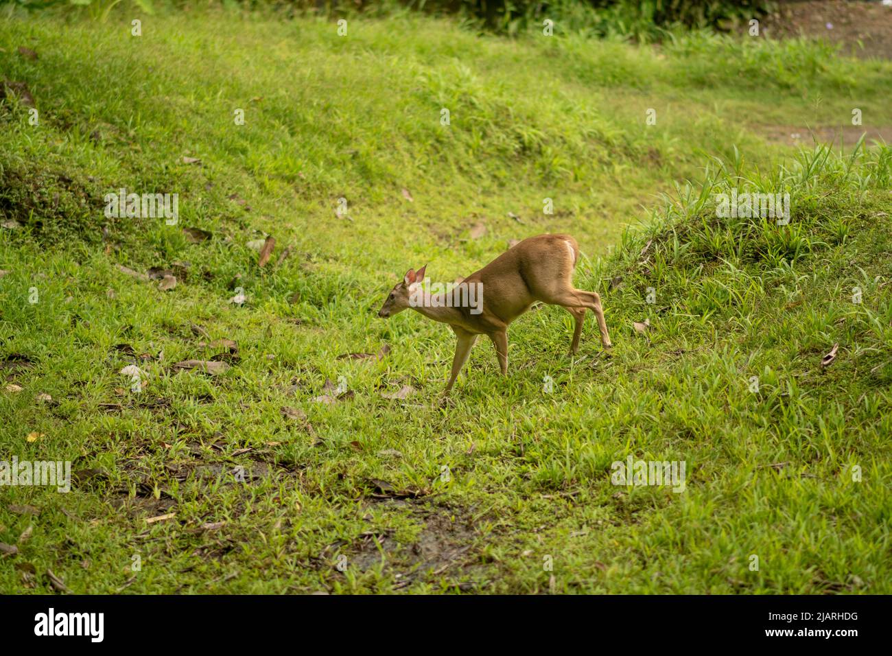 Cervi a coda bianca nella giungla in Costa Rica Foto Stock