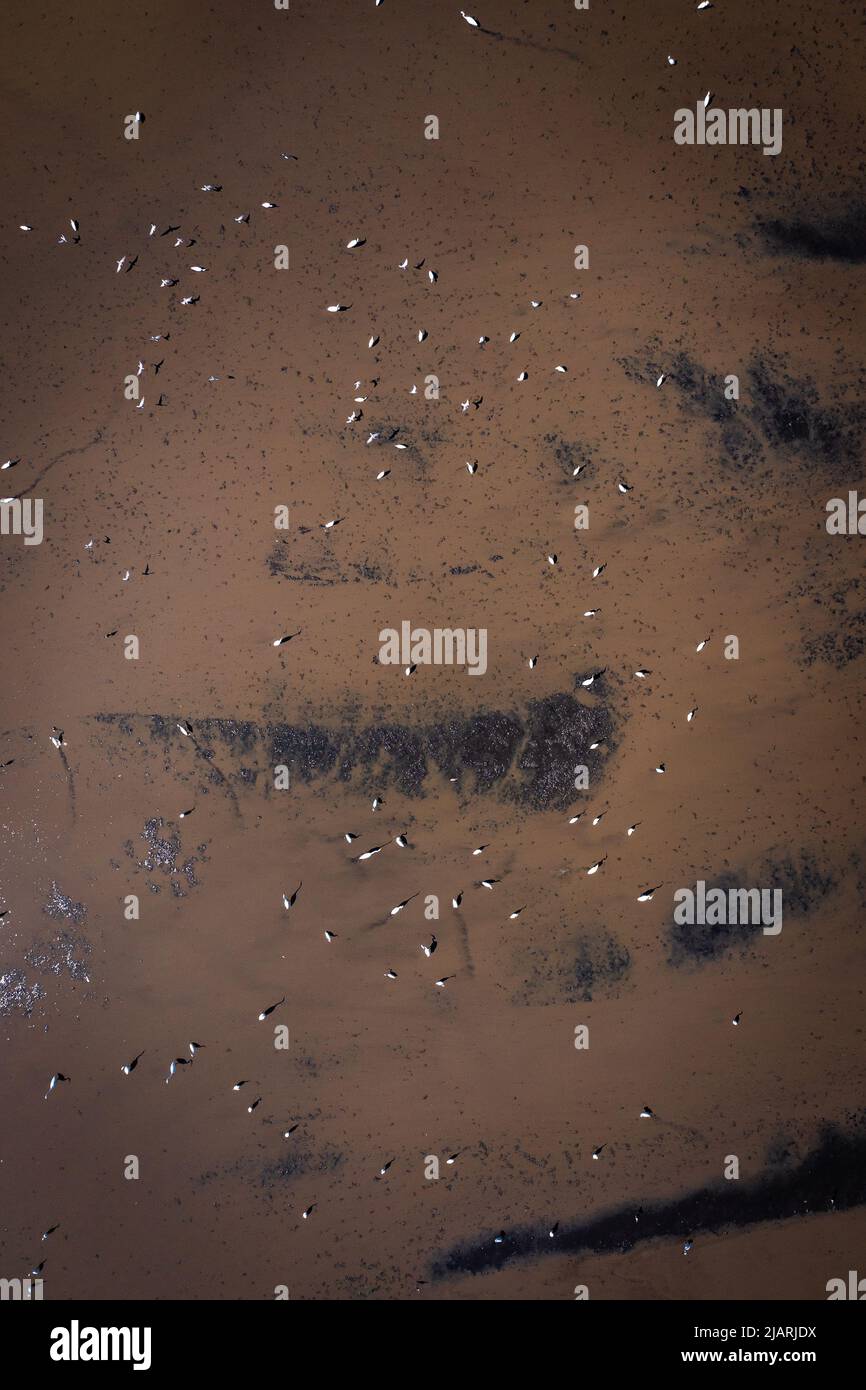 Vista aerea di gru thailandesi, egret, e uccelli Mynas volare sopra campo di riso a Suphan Buri, Thailandia Foto Stock