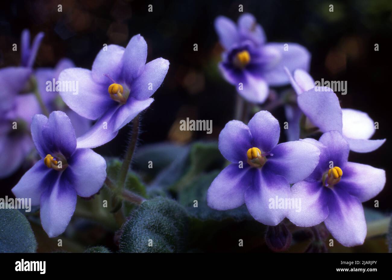 PRIMO PIANO DEI FIORI VIOLA DI UNA PIANTA DI VIOLA AFRICANA IN VASO SAINTPAULIA IONANTHA, UNA POPOLARE PIANTA PER INTERNI. Foto Stock