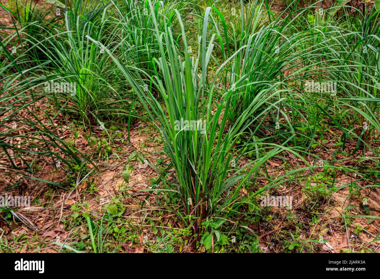 Cymbopogon, conosciuto anche come citronella, erba spannata del filo, teste seriche, erba di Cochin, erba di Malabar, teste oleose, citronella erba o febbre erba, growin Foto Stock