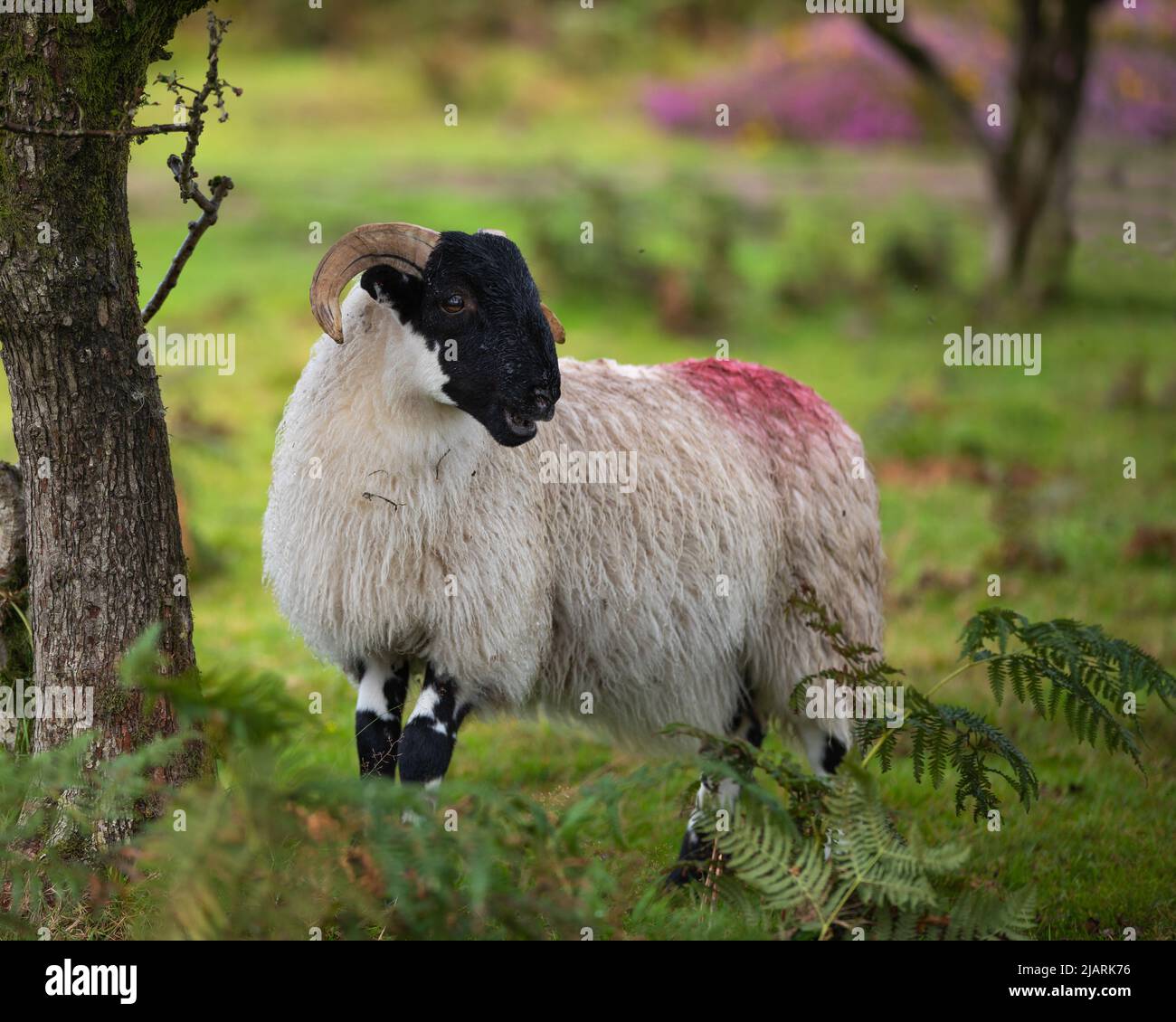 Pecora cornata su Dartmoor, Devon, Regno Unito Foto Stock