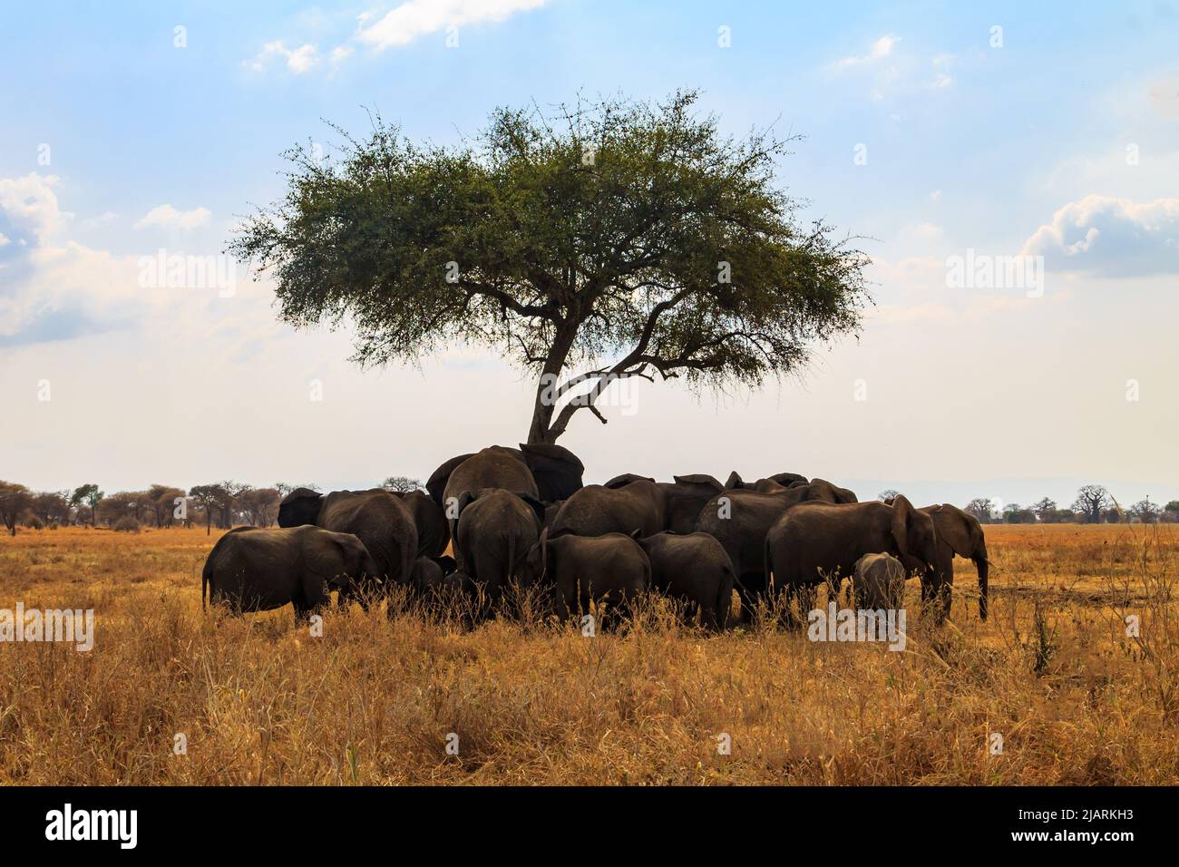 Mandria di elefanti sotto un albero sull'erba secca della savana del Parco Nazionale Tarangire in Tanzania. Animali nella fauna selvatica Foto Stock