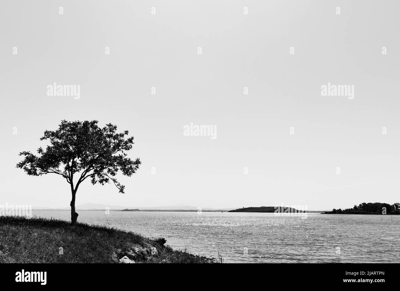 Parte di lacustre in Italia - Lago Trasimeno , con albero in bianco e nero , sullo sfondo della costa Foto Stock