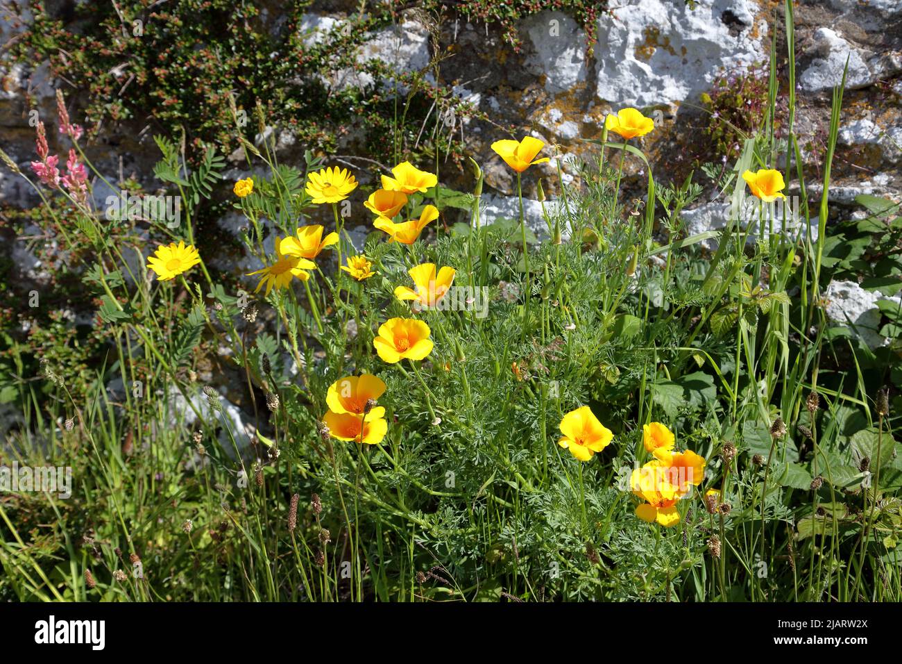 Appena crescendo come la natura della madre ha inteso questi fiori selvaggi della strada che si illuminano in su e sul lato della strada. Foto Stock