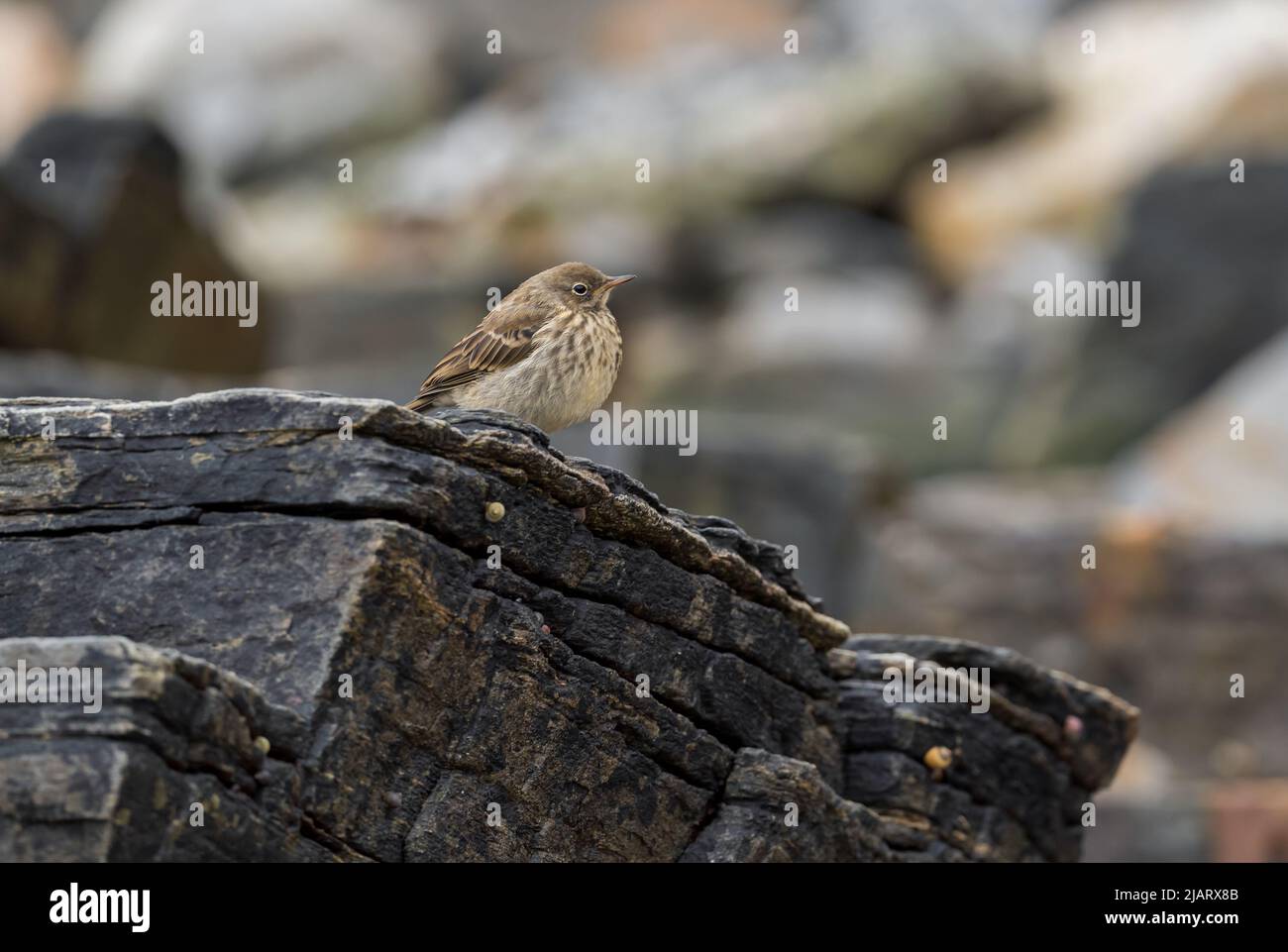 European Rock Pipit - Anthus petrosus, piccolo uccello bruno che percheggia dal mare europeo e coste oceaniche e scogliere, Runde isola, Norvegia. Foto Stock