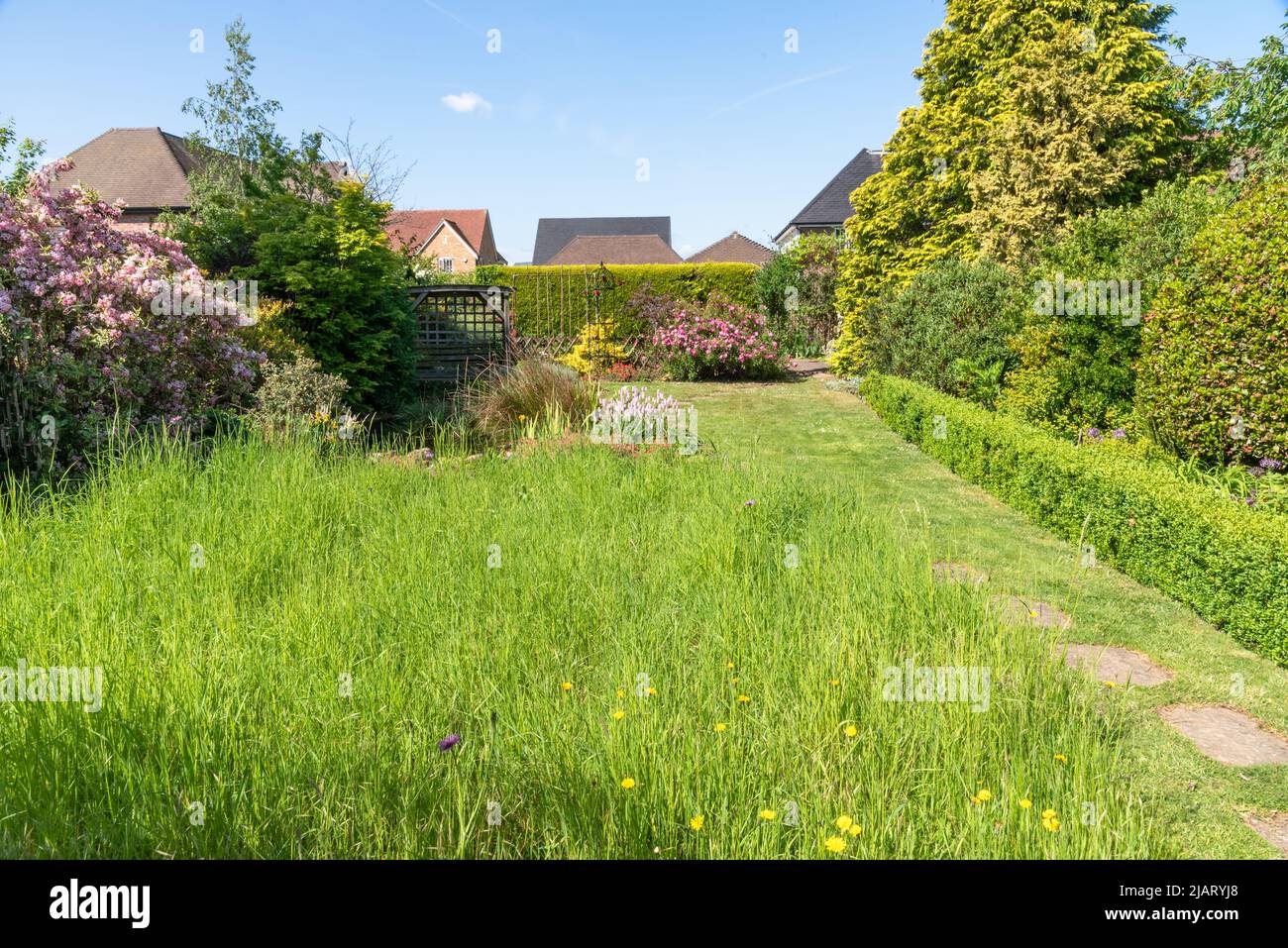 Un prato giardino in 'no mow May' Foto Stock