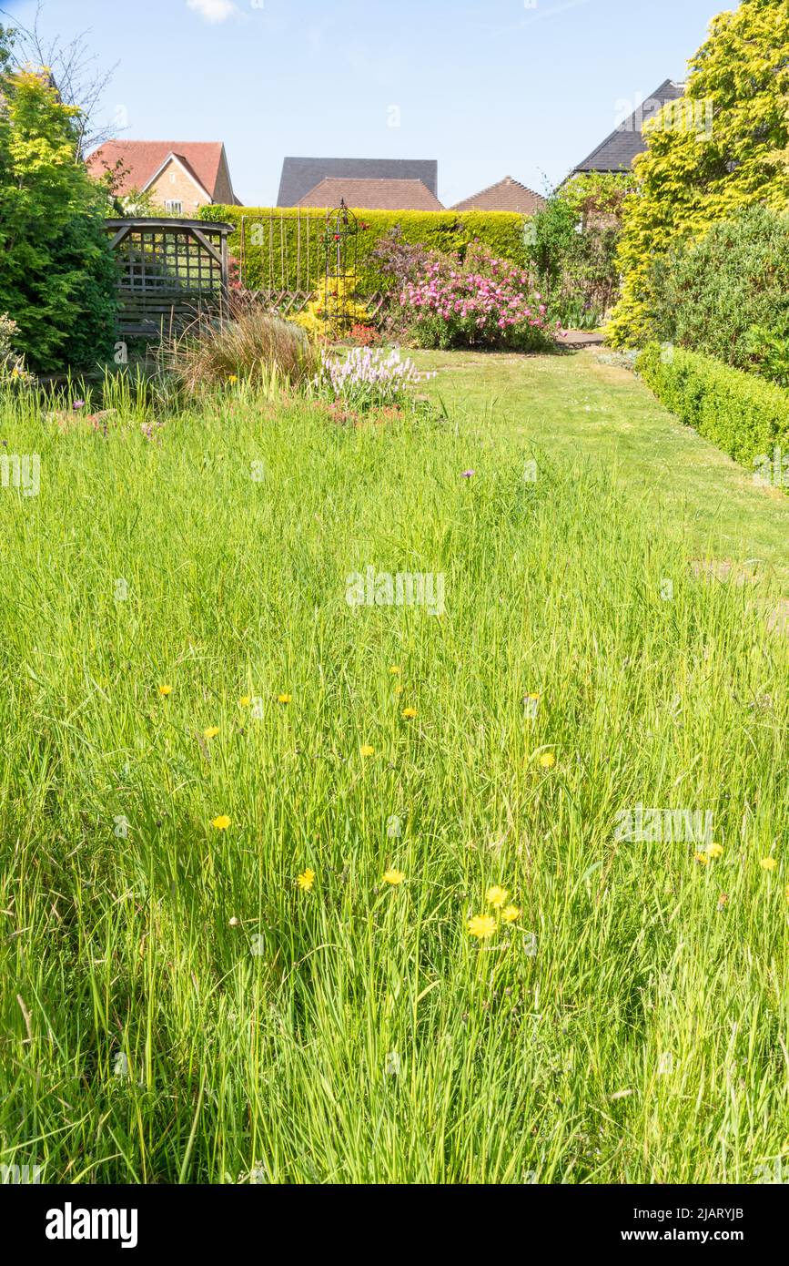 Un prato giardino in 'no mow May' Foto Stock