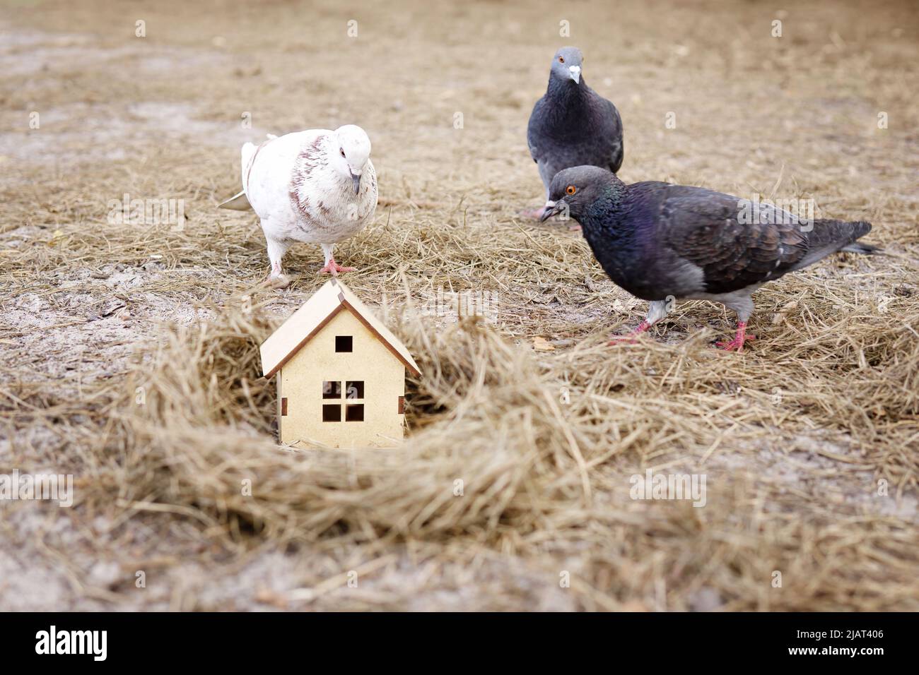 Piccioni che ispezionano una casa in legno in miniatura all'interno del nido dell'uccello. Scelta di una casa perfetta per la famiglia. Foto Stock