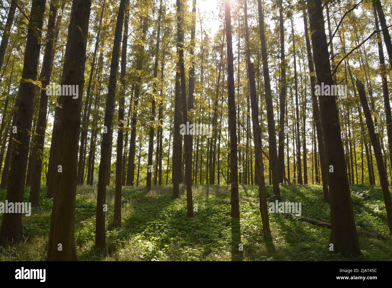 il sole si disperde negli alberi nella foresta nel pomeriggio di sole Foto Stock