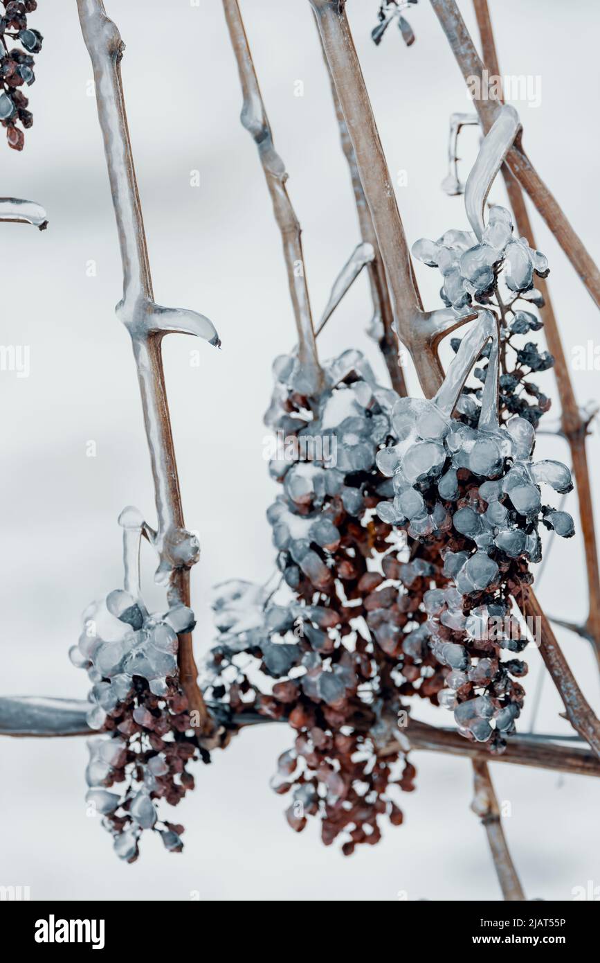 Le uve sono rimaste per la produzione di vino ghiacciato, Moravia meridionale, Repubblica Ceca Foto Stock