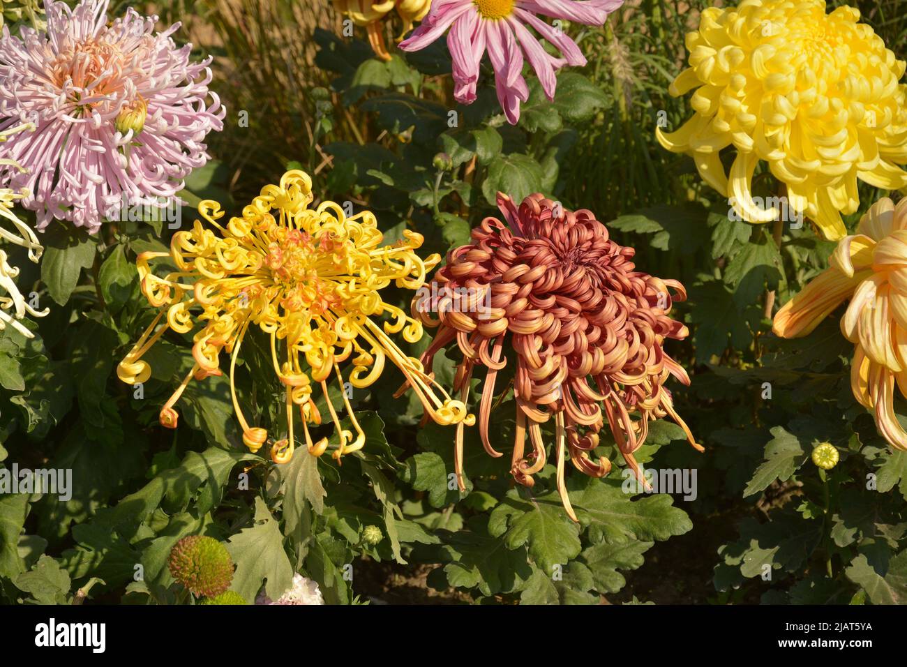 fiori di crisantemo gialli e marroni nel giardino nelle giornate di sole Foto Stock