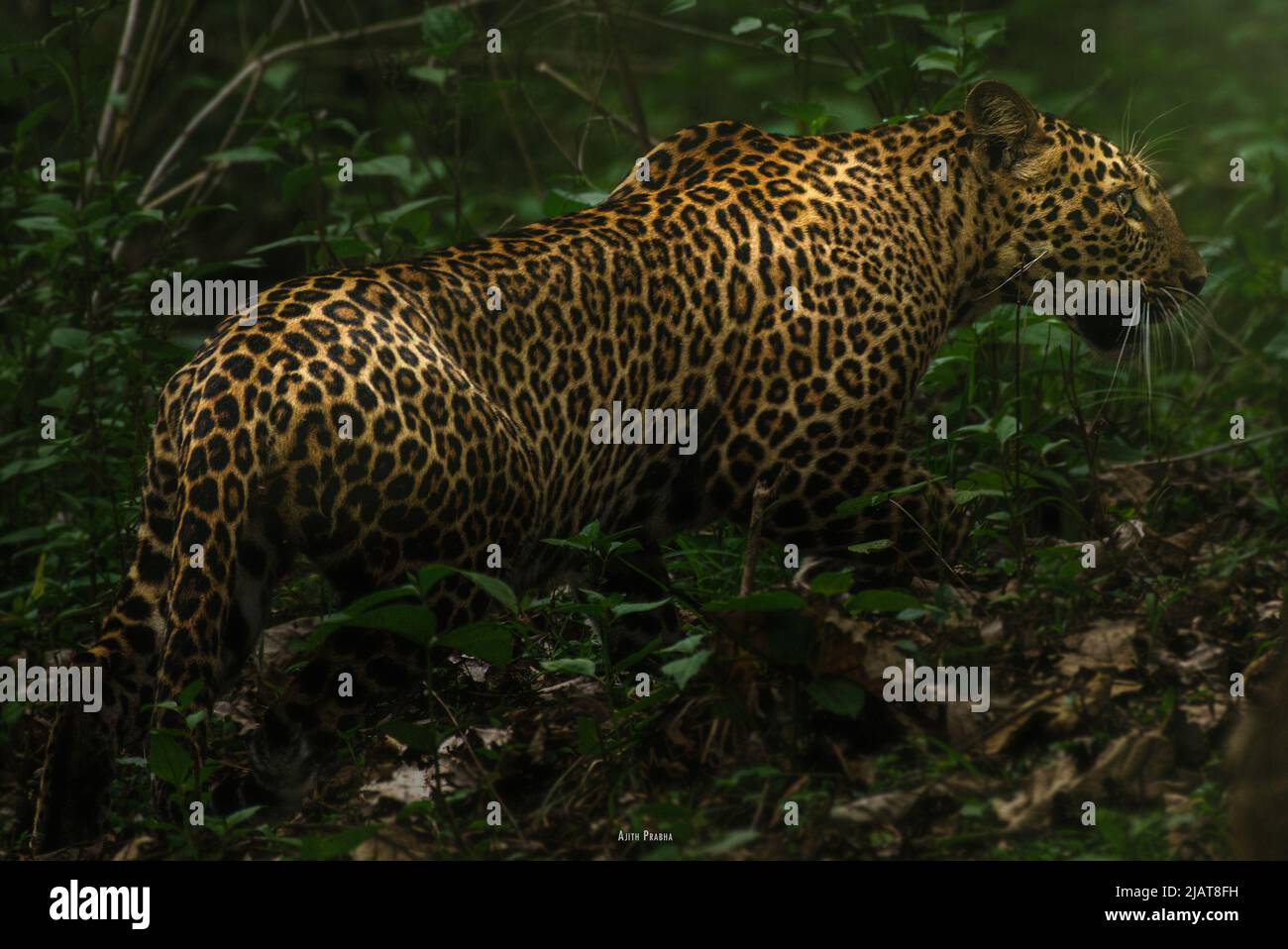 leopardo asiatico (Panthera pardus) dal Kabini National Park, India Foto Stock