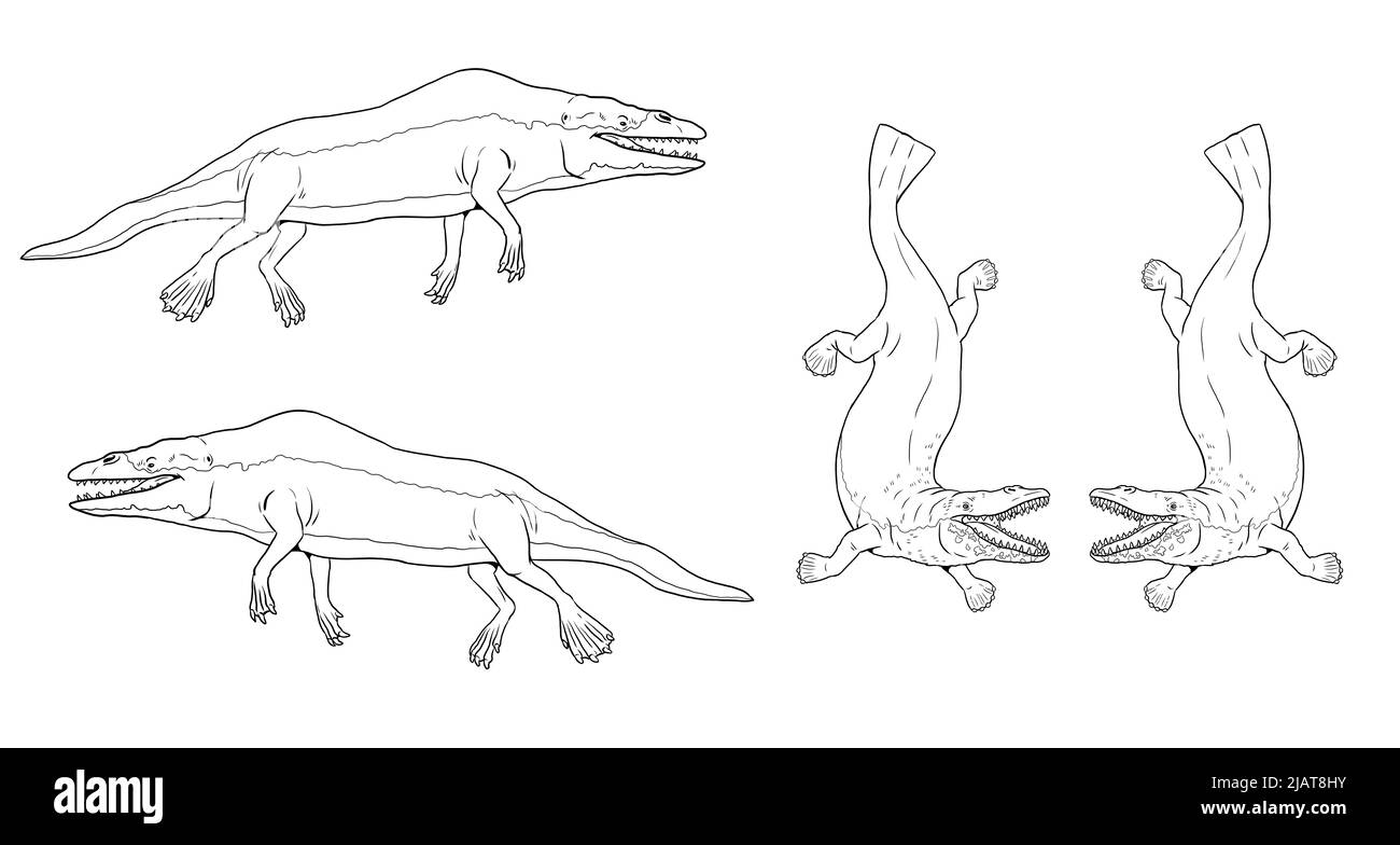 Genere estinto preistorico di balena antica - rodhocetus e georgiacetus. Disegno con animali estinti. Disegno silhouette per libro da colorare. Foto Stock