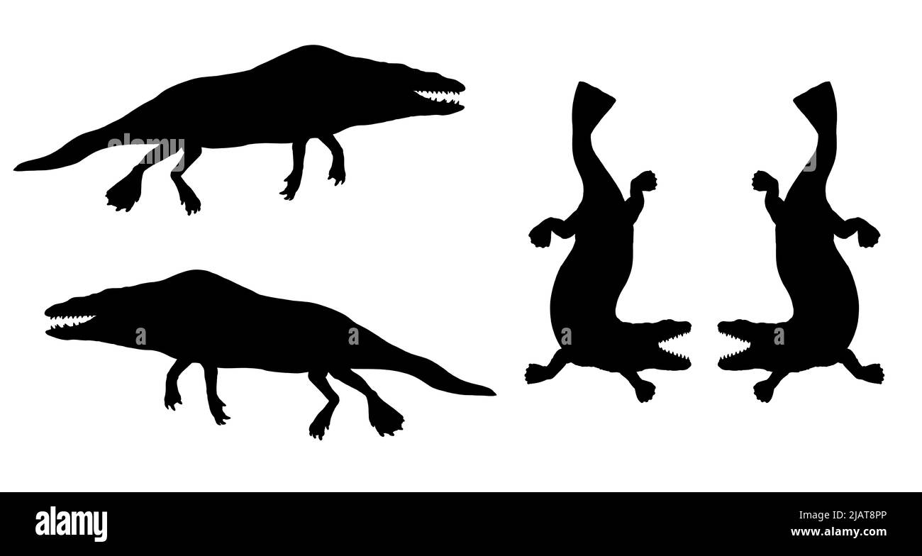 Genere estinto preistorico di balena antica - rodhocetus e georgiacetus. Disegno di silhouette con animali estinti. Foto Stock