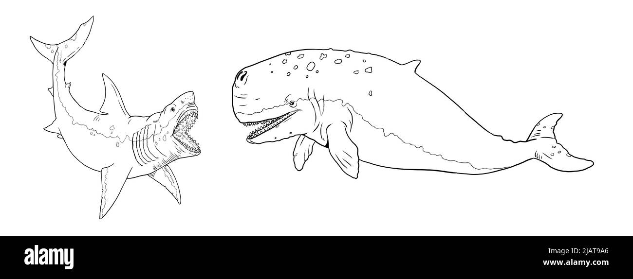 Il megalodone di squalo attacca una balena preistorica Livyatan. Illustrazione della battaglia degli animali. Modello per libro da colorare. Foto Stock