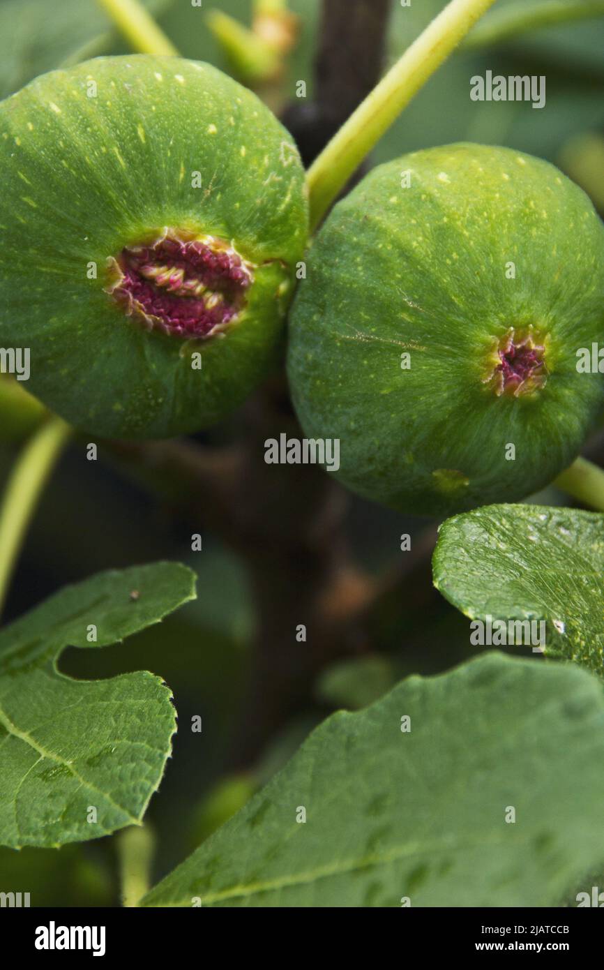 Due fichi con facce divertenti su albero bagnato con facce divertenti sembrano parlare tra loro Foto Stock