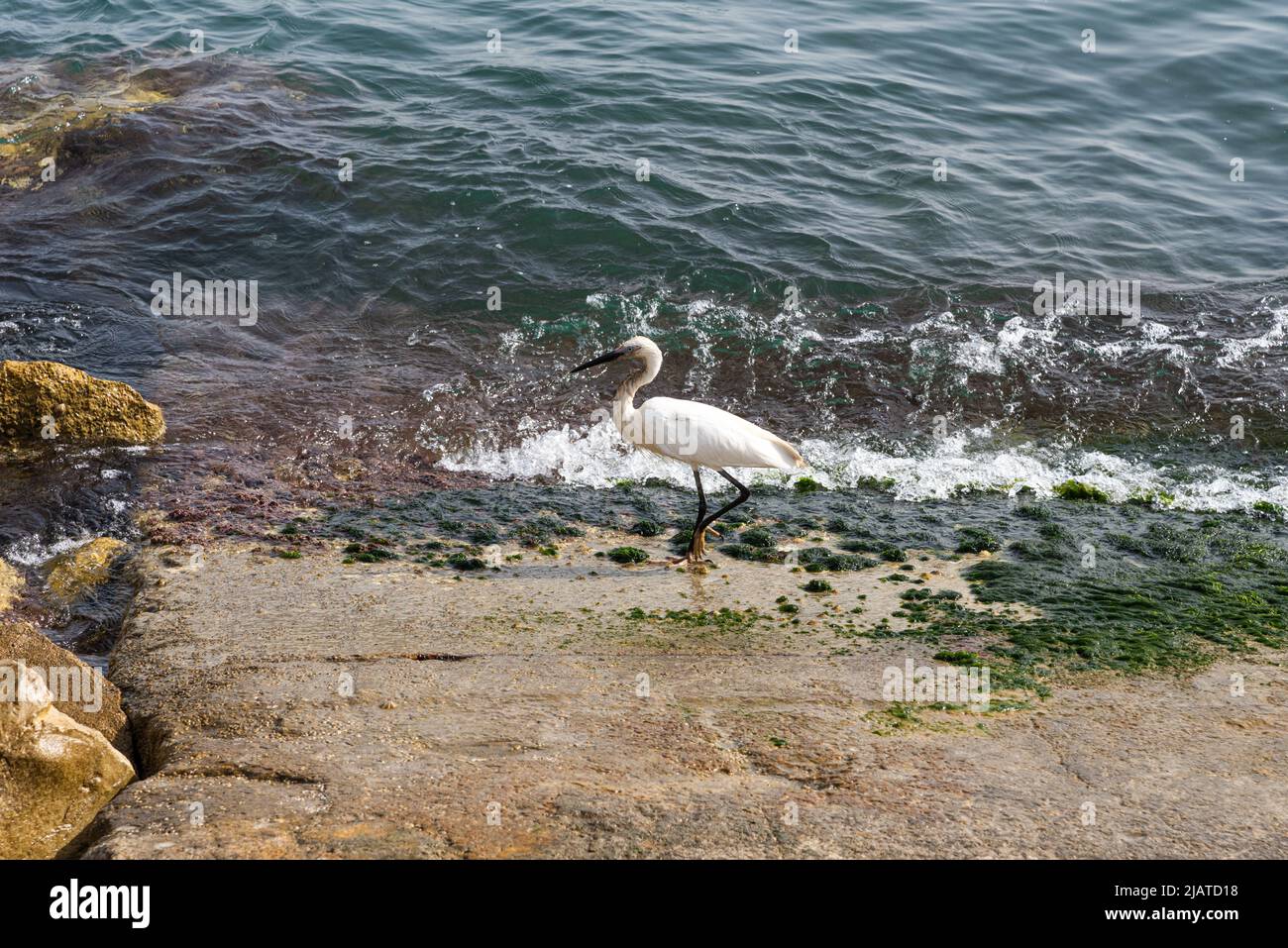 White Heron è la pesca, Heron alla ricerca di pesce, Heron a piedi in acqua. Heron su una roccia al momento delle acque blu del Mar Mediterraneo. Foto di alta qualità Foto Stock