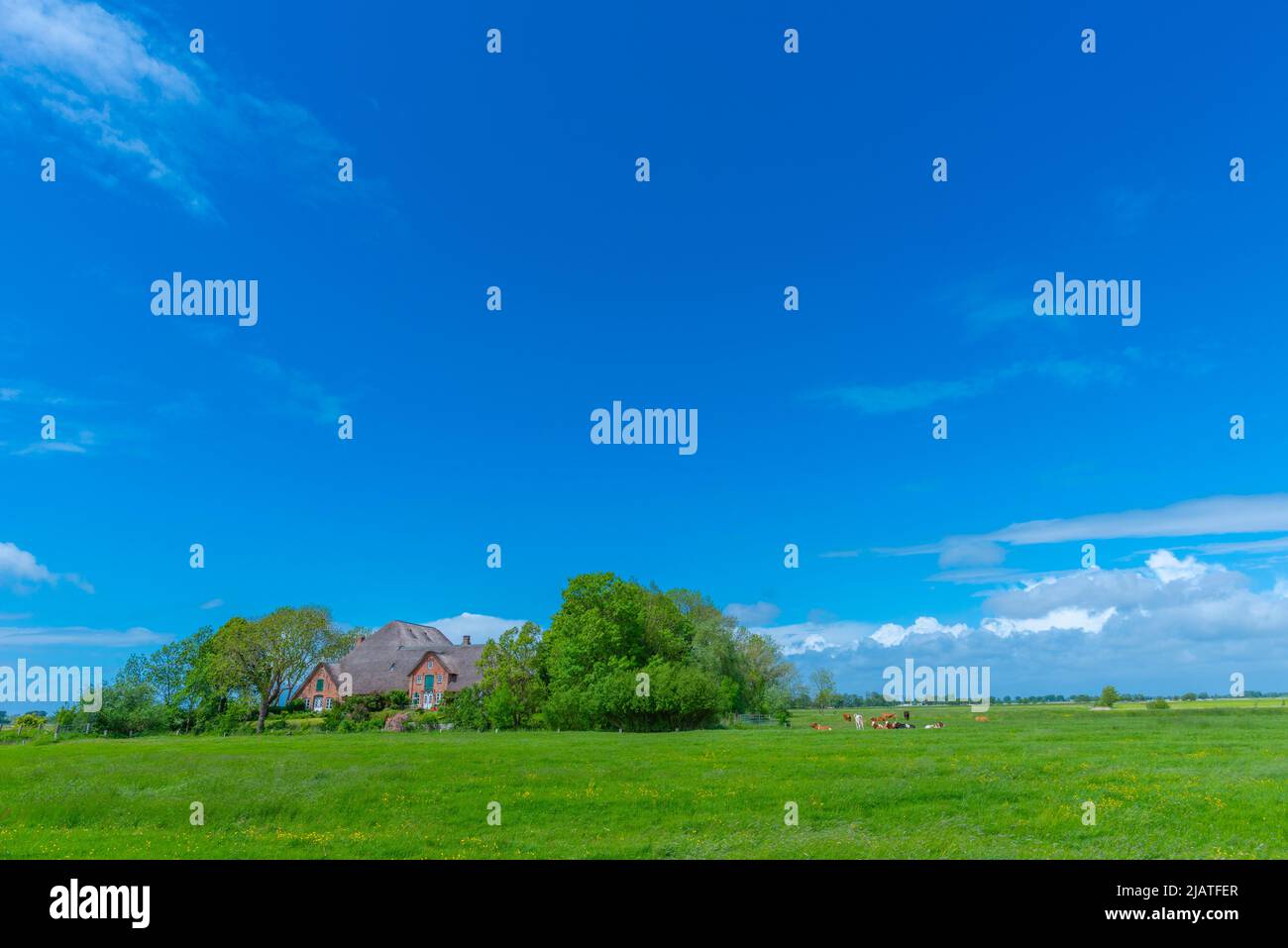 Grande fattoria di paglia chiamata 'Haubarg', tipica della penisola argiricola Eiderstedt, Frisia settentrionale, Schleswig-Holstein, Germania settentrionale Foto Stock