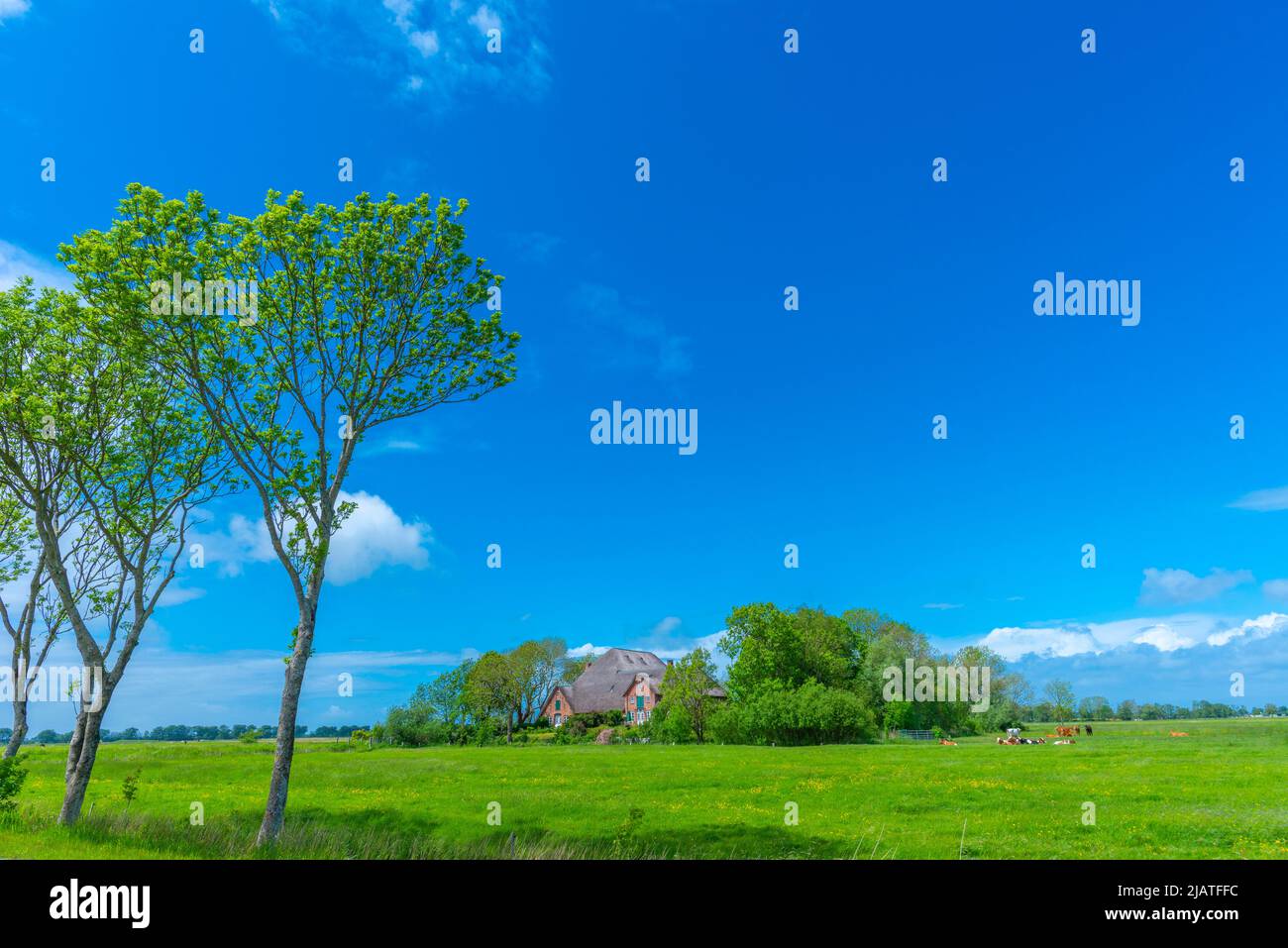 Grande fattoria di paglia chiamata 'Haubarg', tipica della penisola argiricola Eiderstedt, Frisia settentrionale, Schleswig-Holstein, Germania settentrionale Foto Stock