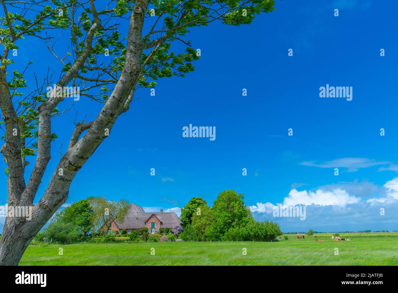 Grande fattoria di paglia chiamata 'Haubarg', tipica della penisola argiricola Eiderstedt, Frisia settentrionale, Schleswig-Holstein, Germania settentrionale Foto Stock