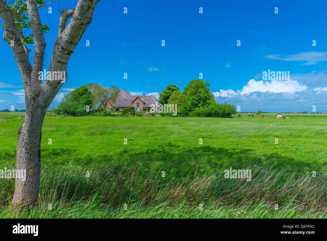 Grande fattoria di paglia chiamata 'Haubarg', tipica della penisola argiricola Eiderstedt, Frisia settentrionale, Schleswig-Holstein, Germania settentrionale Foto Stock