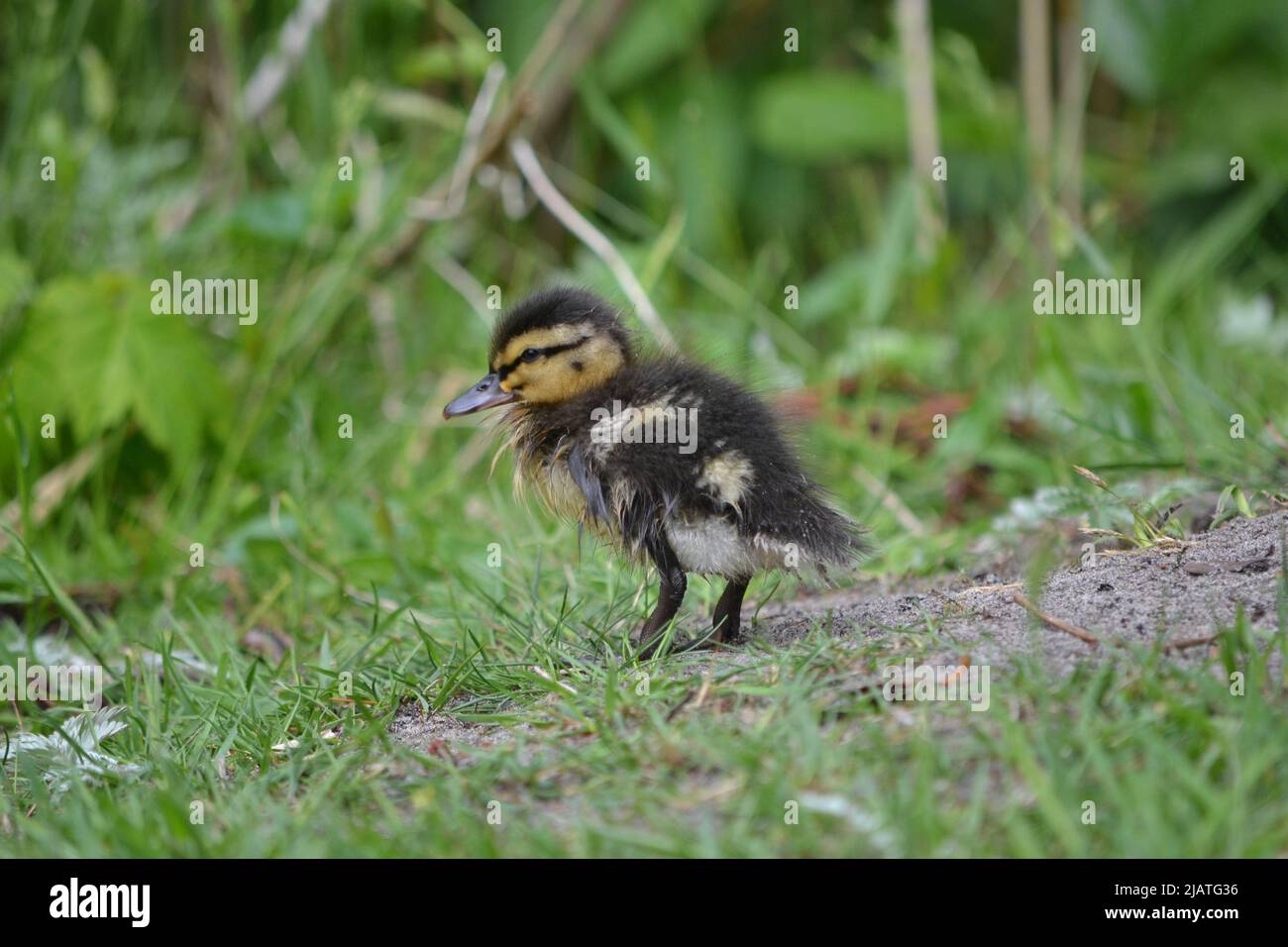 Le anatre del bambino e la loro anatra di Profil della madre/lato Foto Stock