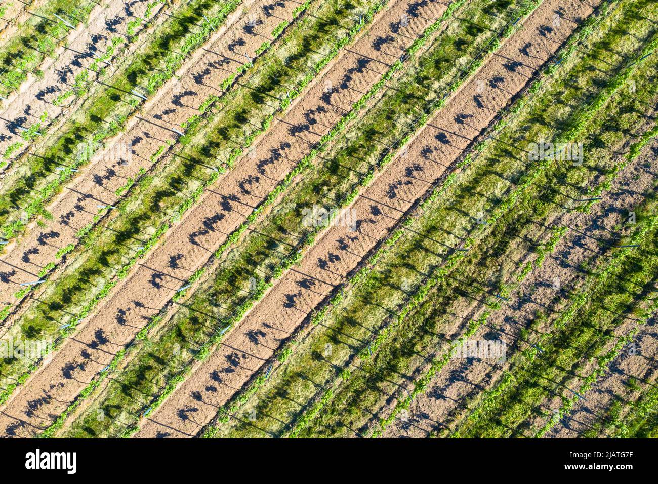 Veduta aerea di vigneti e vigneti. Vitigni in filari piante fresche con foglie verdi. In attesa della vendemmia e del vino nuovo. File in un vigneto, Foto Stock