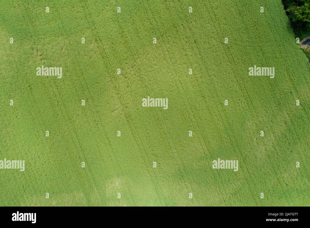 Vista aerea di un campo di grano agricolo in primavera Foto Stock