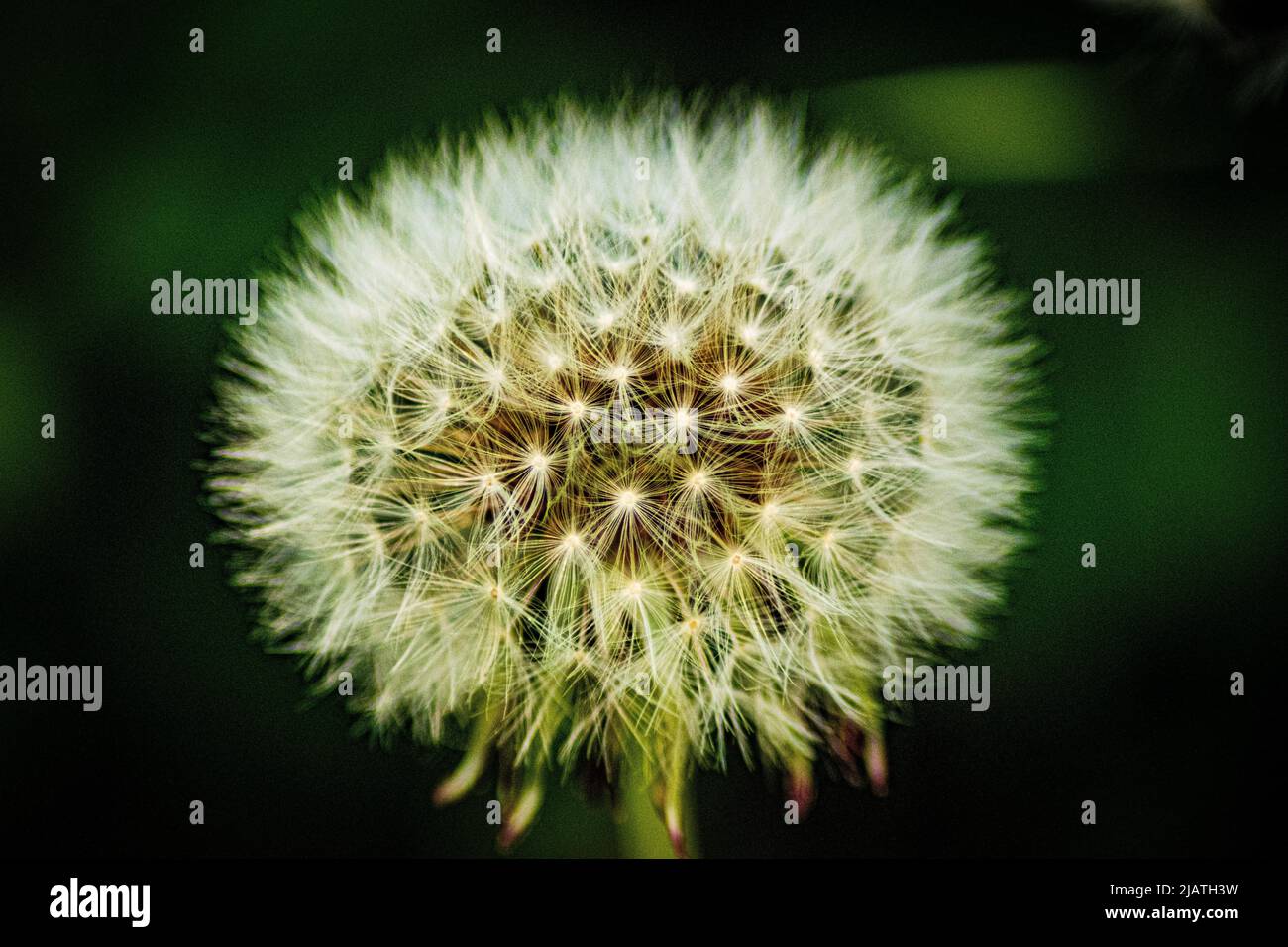 Dente di leone orologio fiore primo piano Foto Stock