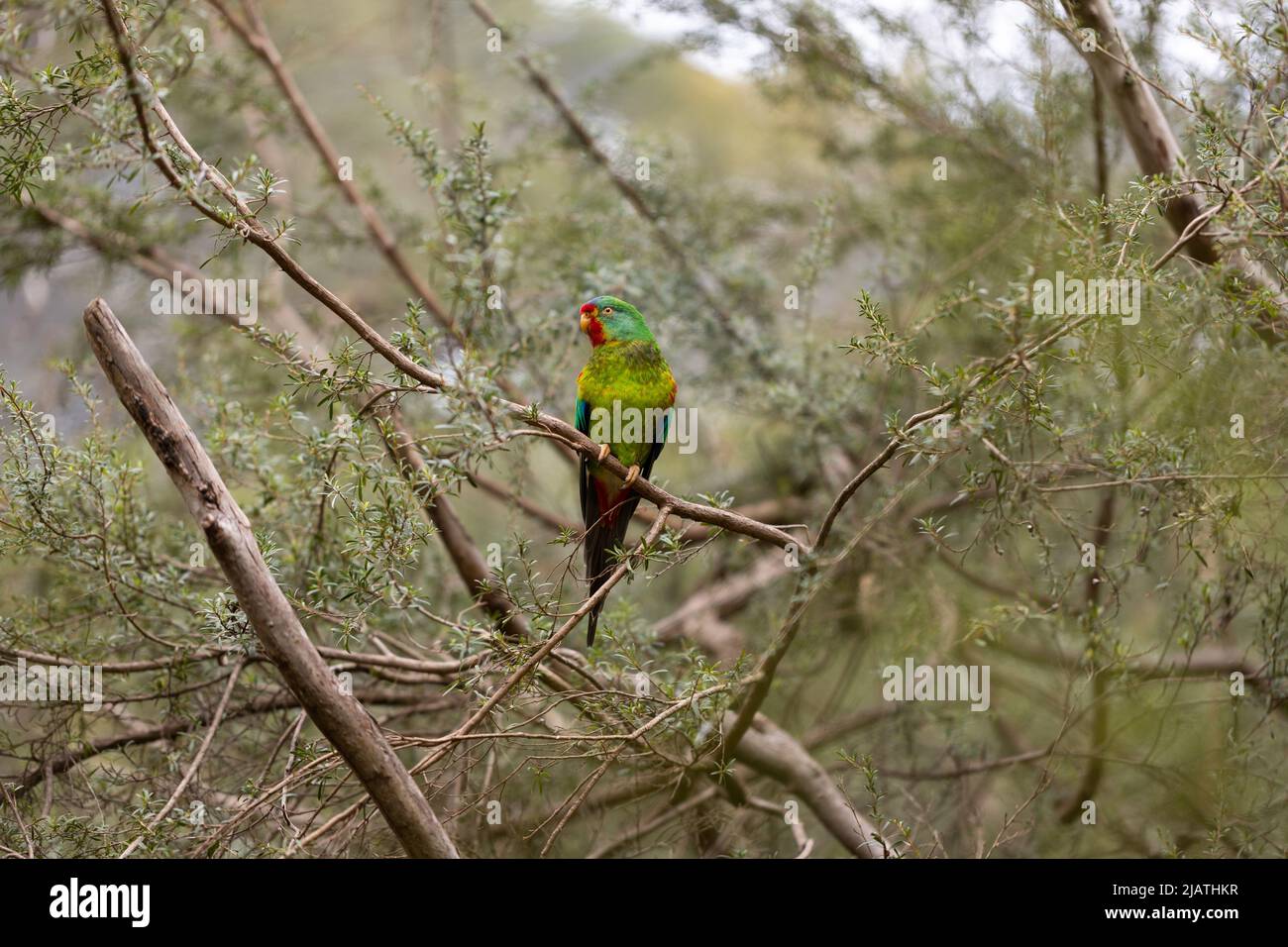 Un australiano ha messo in pericolo criticamente il pappagallo migratorio rapido (Lathamus scoloror) che deve affrontare l'estinzione a causa del disboscamento e del cambiamento climatico Foto Stock