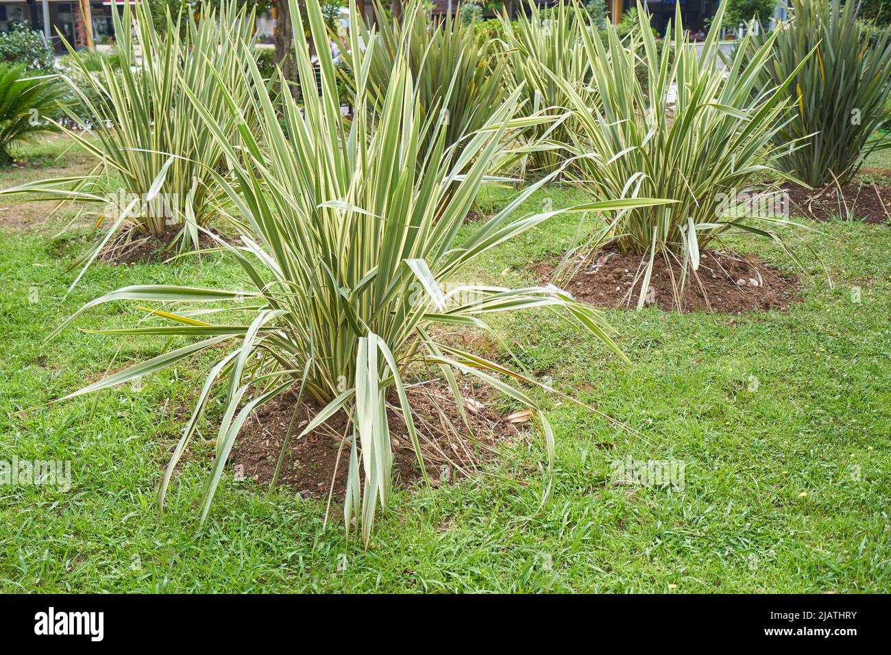 Cespugli ornamentali di phormium nel giardino per il paesaggio Foto Stock