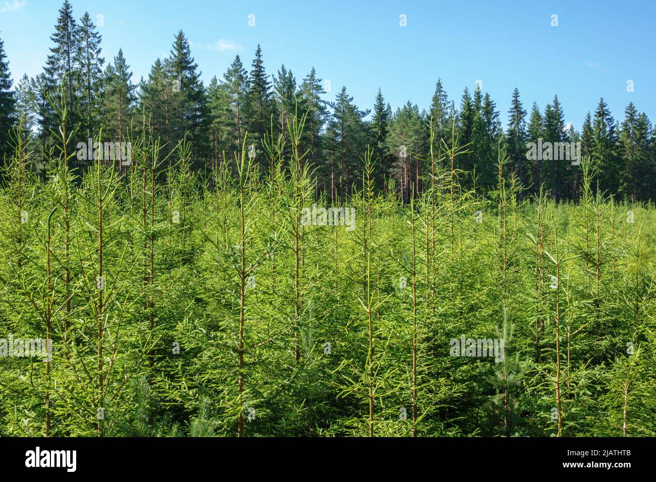 Piantagione di abete rosso in una foresta Foto Stock