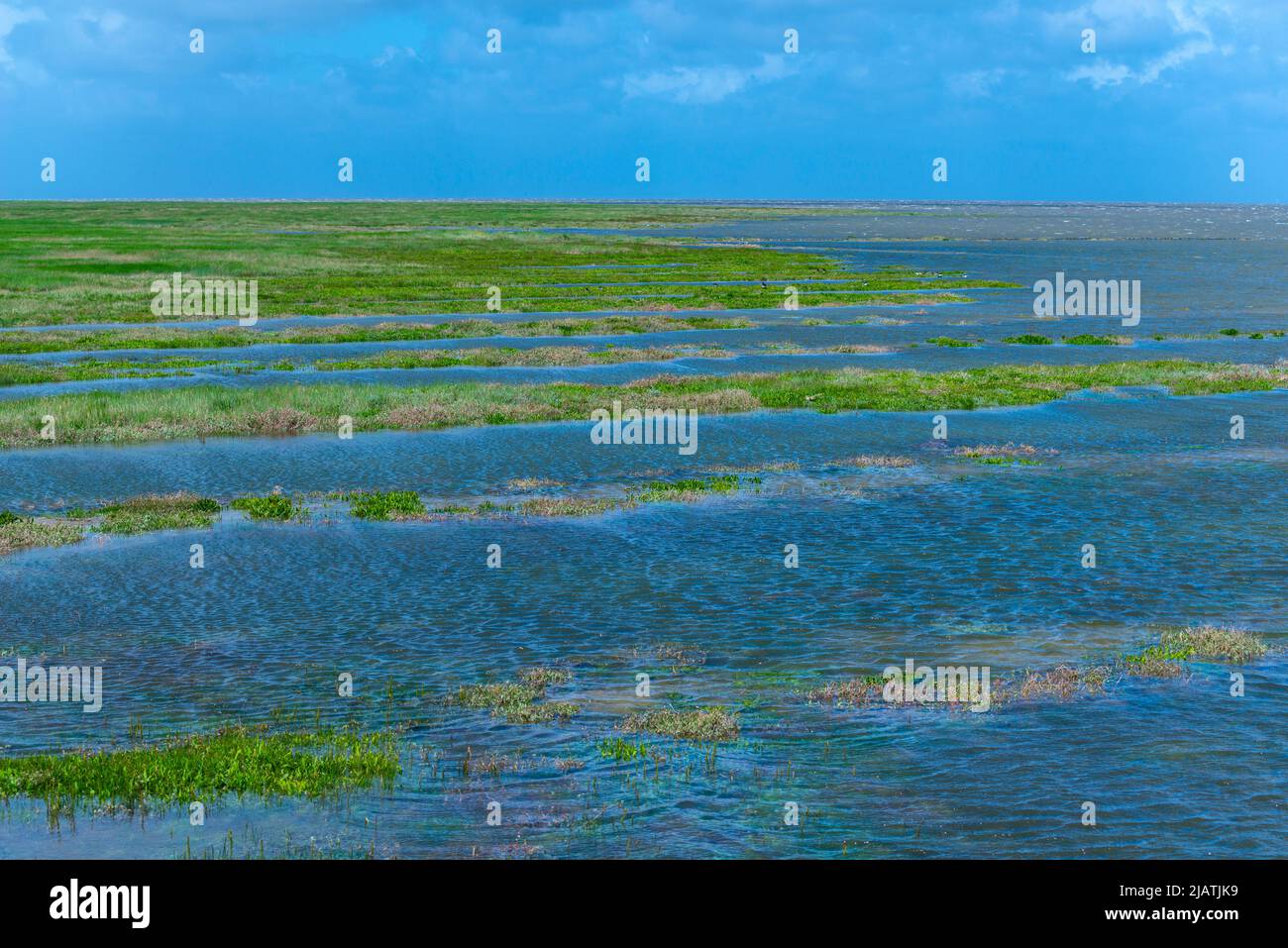 Everschop, Peninsula Eiderstedt, Frisia settentrionale, , Schleswig-Holstein, Germania settentrionale Foto Stock