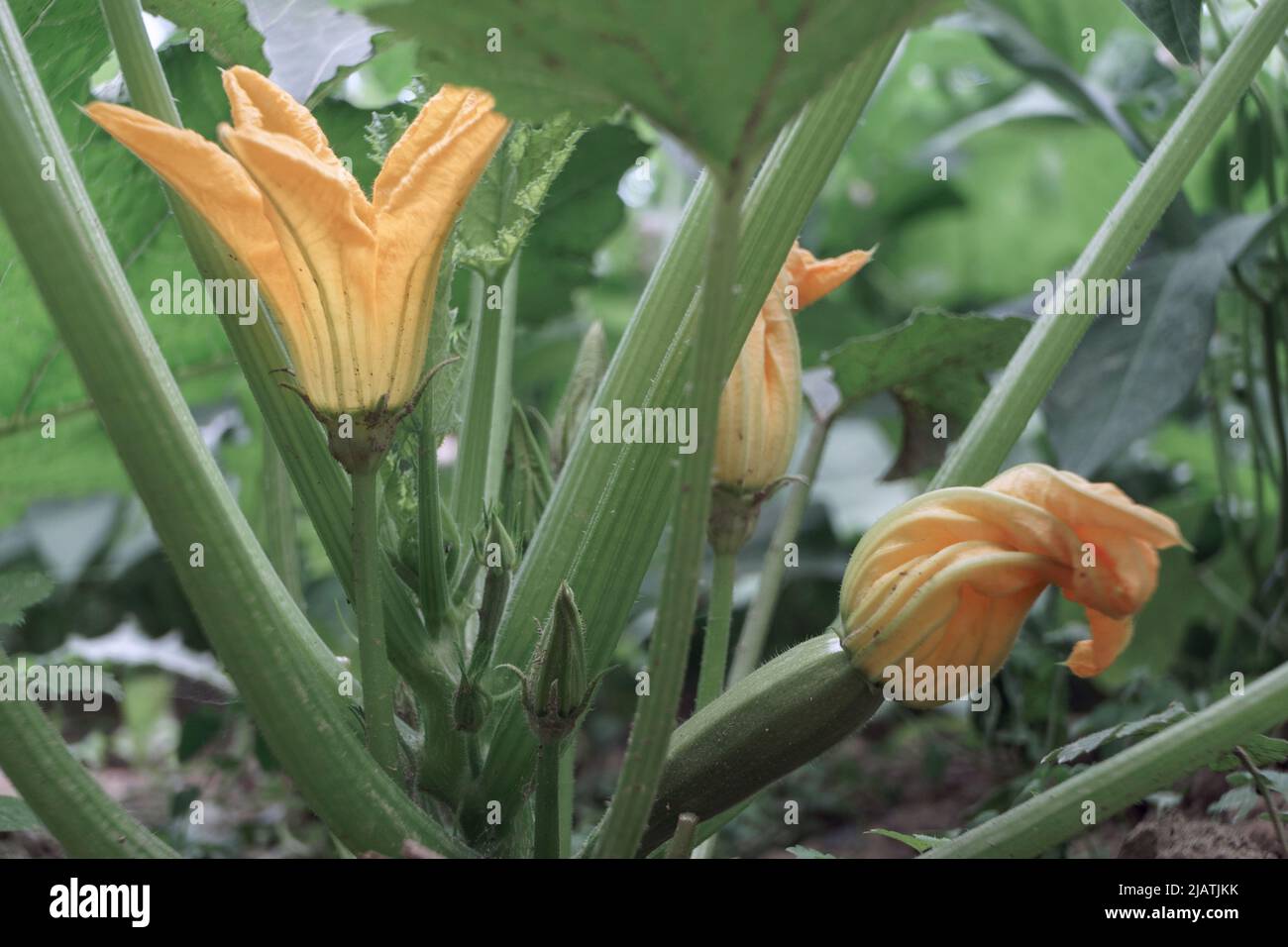 Primo piano di un cespuglio fiorito di zucchine, in un'azienda agricola. Background fresco giovane pianta. Foto Stock