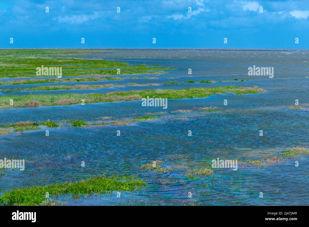 Everschop, Peninsula Eiderstedt, Frisia settentrionale, , Schleswig-Holstein, Germania settentrionale Foto Stock