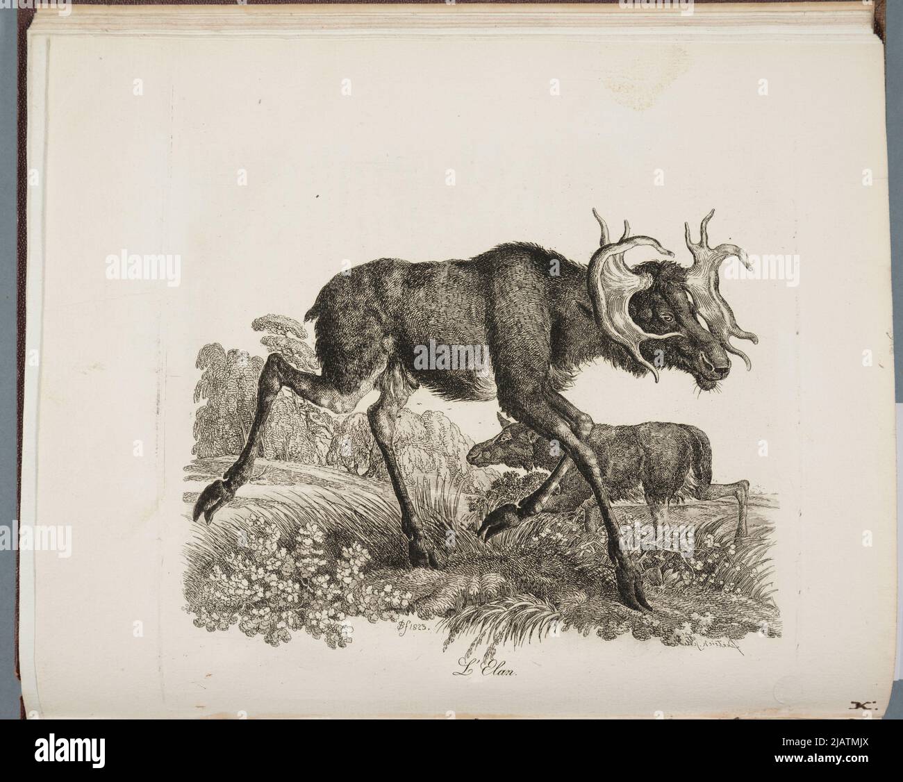 L'Elan W: Memoria descrittiva sulla Foresta Imperiale di Białowieża Lithuania scritto dal Barone de Brincken, capo curatore della Royanne di Polonia, membro del dipartimento ., Varsavia 1828. Dietrich, Friedrich Christoph (1779 1847), Sokołowski, Jakub (1784 1837), Glücksberg, Natan Foto Stock