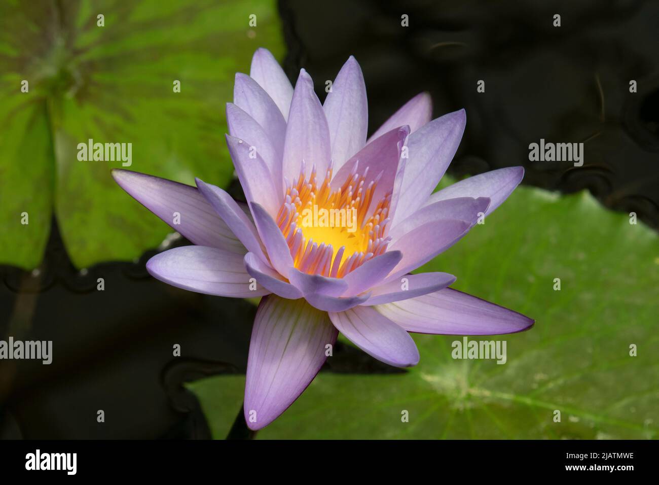 loto blu ninfea e foglie verdi vicine nel laghetto Foto Stock