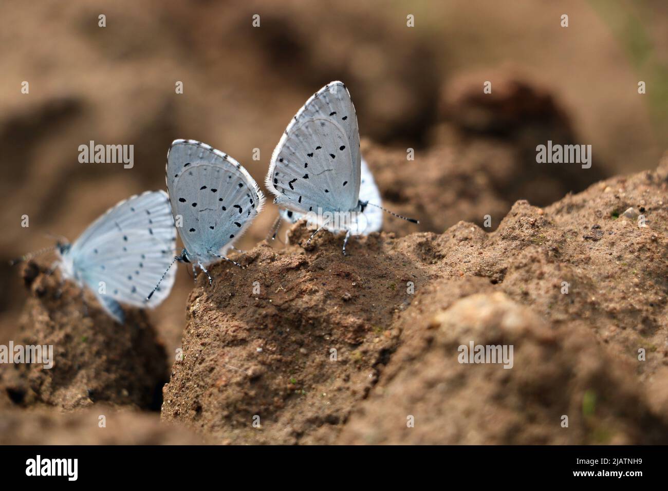 Grande gruppo di Celastrina argiolus, Holly Blue farfalle che si nutrono su un terreno Foto Stock