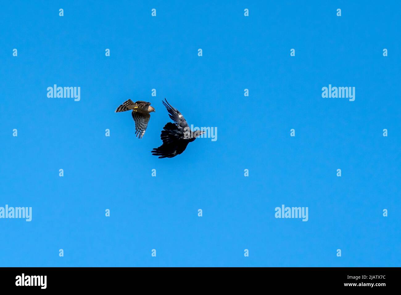 Sparrowhawk (Accipiter nisus) un uccello di raptor prey in volo che attacca un corvo di jackdaw (Corvus monidula) con un cielo blu, immagine di stock foto Foto Stock